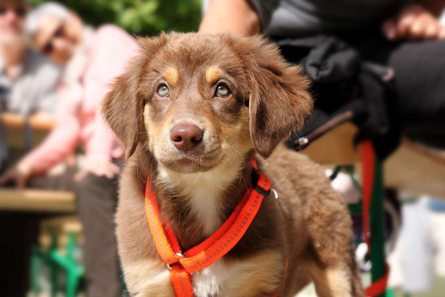 Collars and Leashes