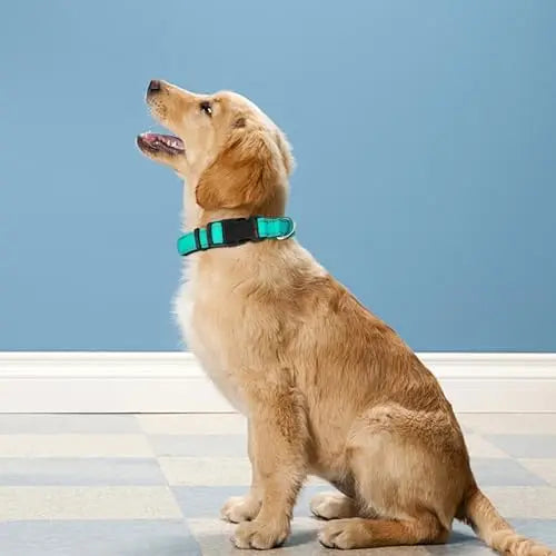 Reflective Dog Collar for Medium Dogs – Adjustable Soft Collar with Buckle & Teal Color